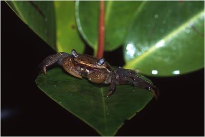 Mangrove Restoration Under Shifted Baselines and Future Uncertainty